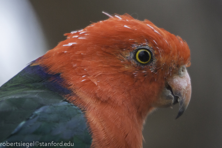 australia kingparrot